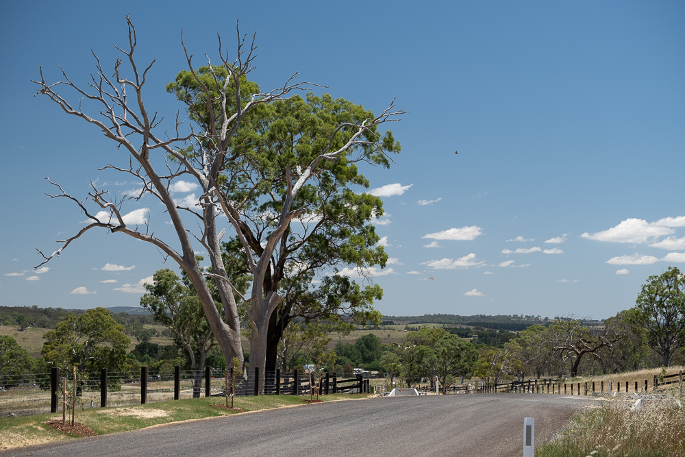 Preserved Blue Gum tree at Woodbury Ridge, Sutton